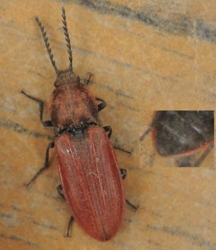 Réf. 350 508 : Anostirus parumcostatus